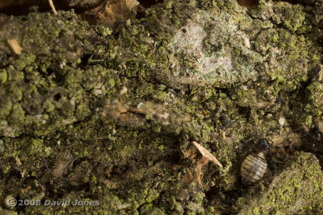 Barkflies on bark