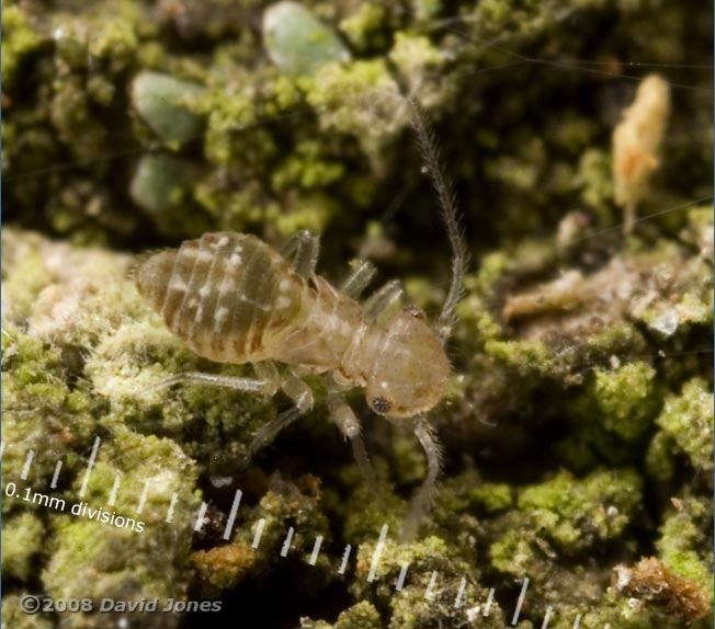 Barkfly nymph (probably Epicaecilius pilipennis) - 1