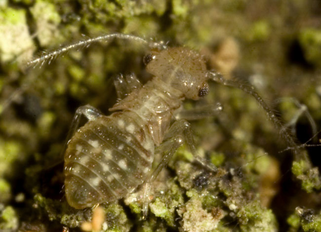 Barkfly nymph (probably Epicaecilius pilipennis) - 2