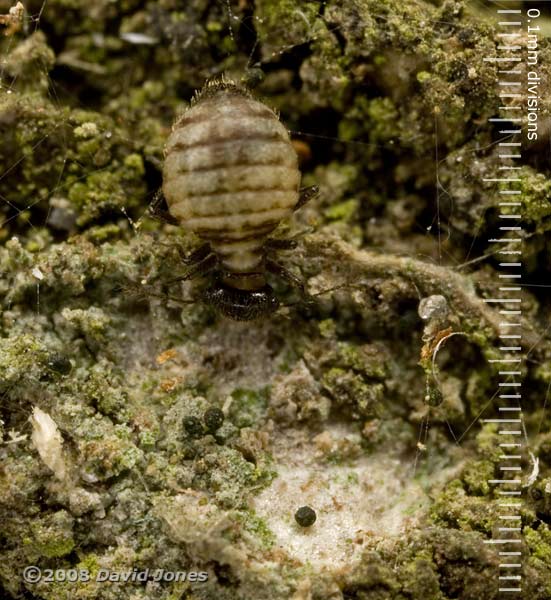 Barkfly (Reuterella helvimacula) feeding on algae(?) - 1