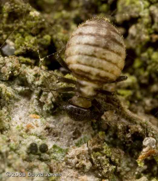 Area grazed by Barkfly (Reuterella helvimacula) - 2