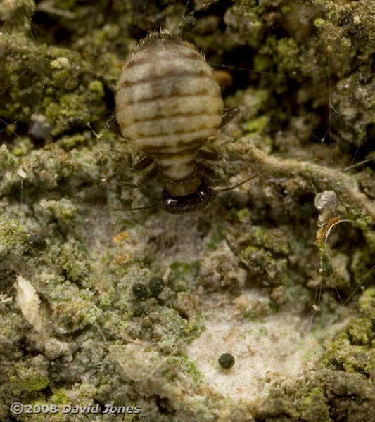 Barkfly (Reuterella helvimacula) feeding on algae(?) - 2