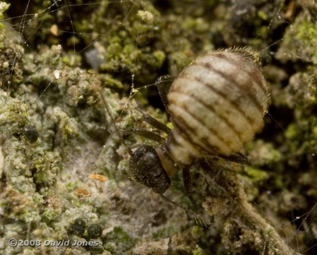 Barkfly (Reuterella helvimacula) feeding on algae(?) - 3