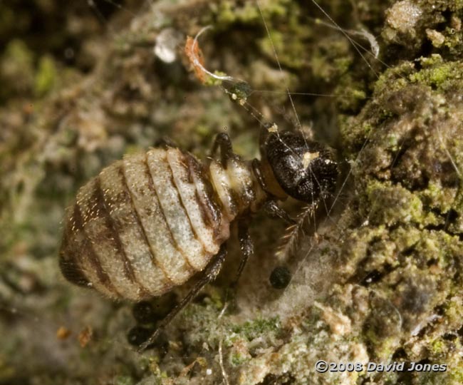 Barkfly (Reuterella helvimacula) feeding on algae(?) - 4