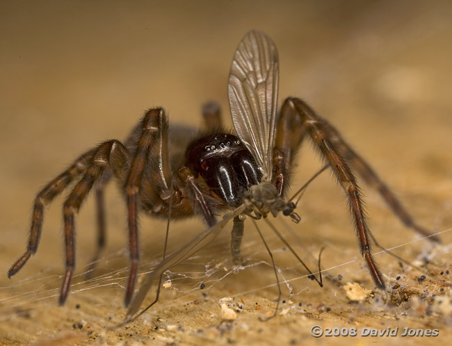 Hunting spider with winter gnat - 1