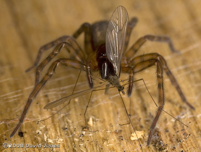 Hunting spider with winter gnat - 2