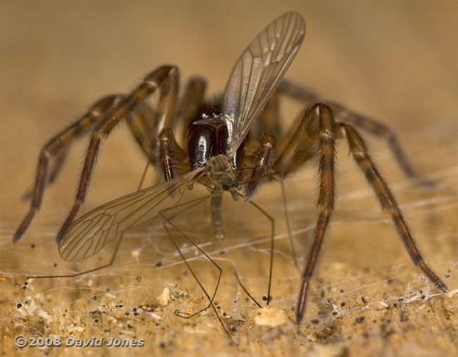 Hunting spider with winter gnat - 3