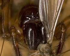 Hunting spider - close-up to show eye pattern