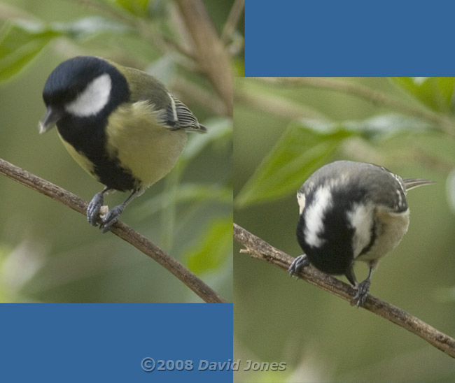 Great and Coal Tits perched to feed