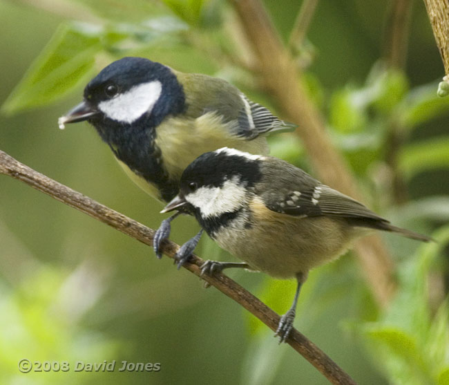 Great and Coal Tits on branch - composite image