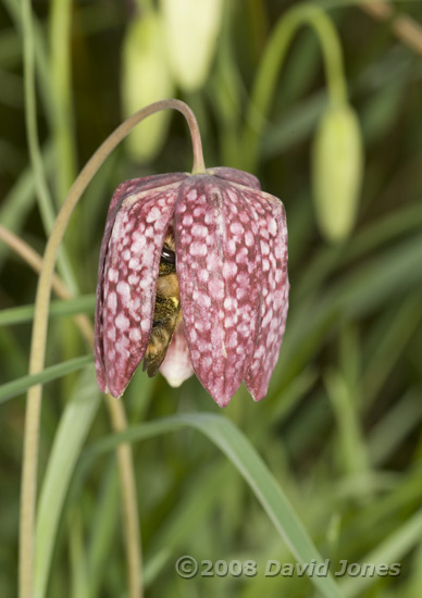 Snake's-head Fritillary with bumblebee inside