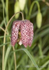 Snake's-head Fritillary with bumblebee inside