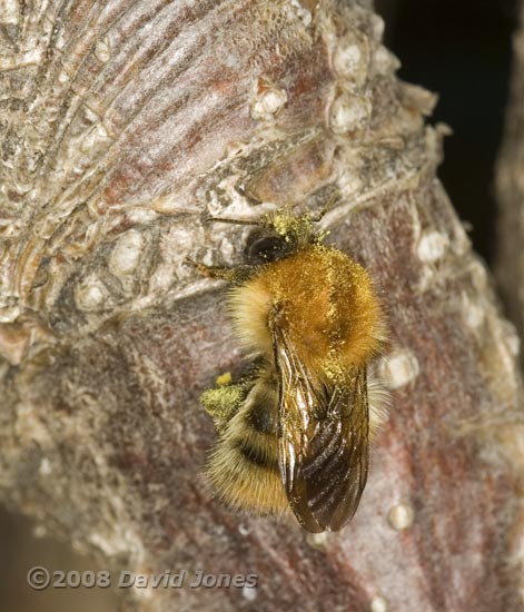 Bumblebee (Common Carder Bee?) on log