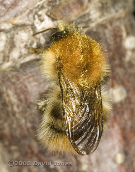 Bumblebee (Common Carder Bee?) on log - closer view