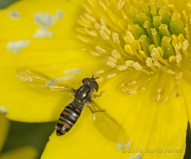 Hoverfly (probably Episyrphus balteatus) lands on a Marsh Marigold flower