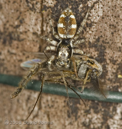 A Zebra Spider (Salticus scenicus) with prey