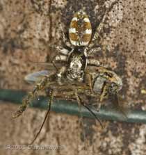 A Zebra Spider (Salticus scenicus) with prey