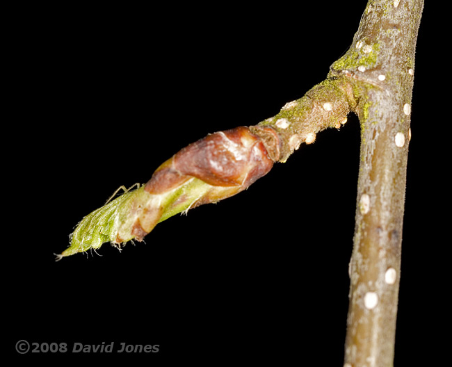 Buds are bursting on the Himalayan Birch tree