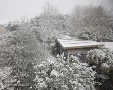 Snow turns the garden white