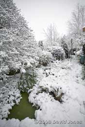 Snow turns the garden white - 2