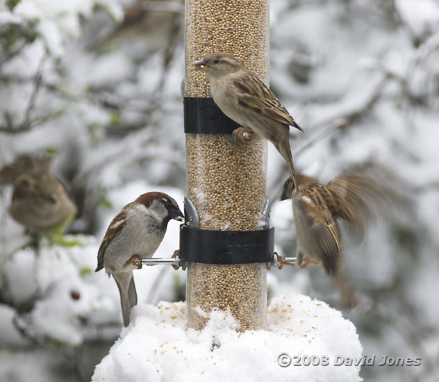 Sparrows at their feeder
