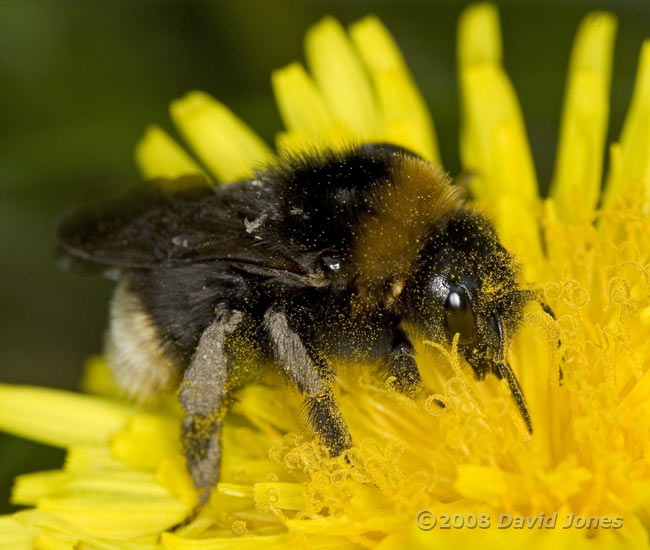 Southern Cuckoo Bumblebee (Bombu vestalis) on Dandelion