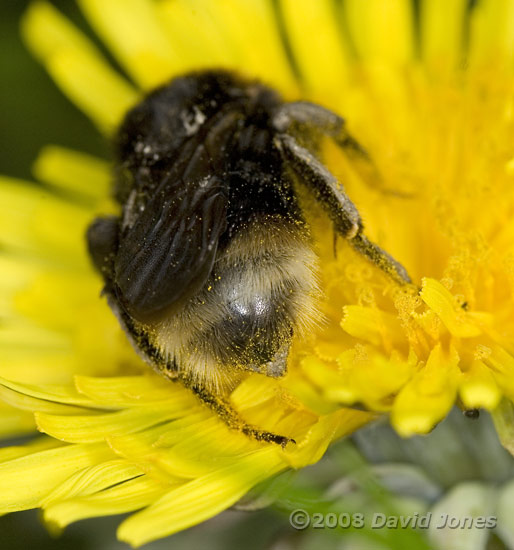 Southern Cuckoo Bumblebee (Bombu vestalis) on Dandelion - rear of abdomen