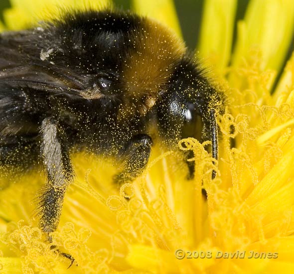 Southern Cuckoo Bumblebee (Bombu vestalis) on Dandelion - close-up