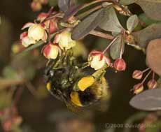 Buff-tailed Bumblebee on Berberis