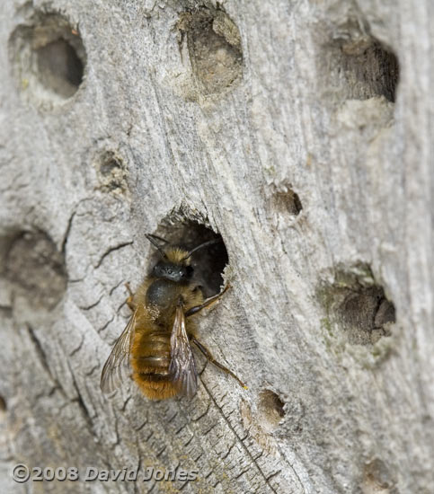 Solitary Bee (Tawny Mining Bee?) inspects a bee hotel