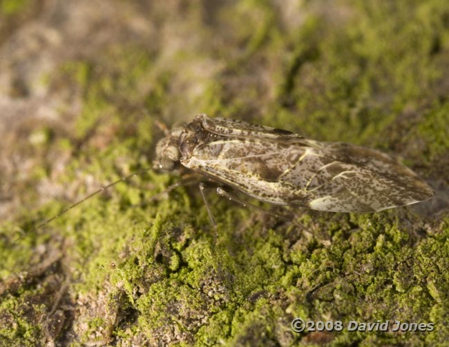 Barkfly (Loensia variagata)