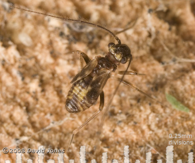 Barkfly (Epicaecilius pilipennis)