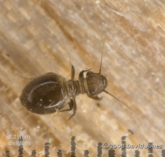 Barkfly (Lepinotus species) - possibly L. patruelis