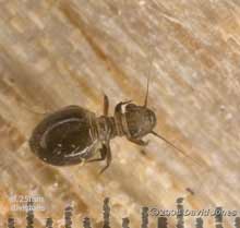 Barkfly (Lepinotus species) - possibly L. patruelis