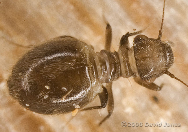 Barkfly (Lepinotus species) - possibly L. patruelis - close-up