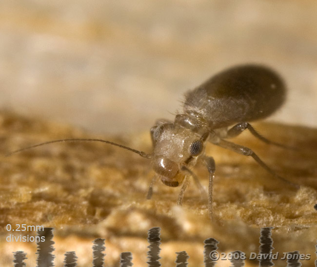 Barkfly - possibly L. patruelis - oblique view