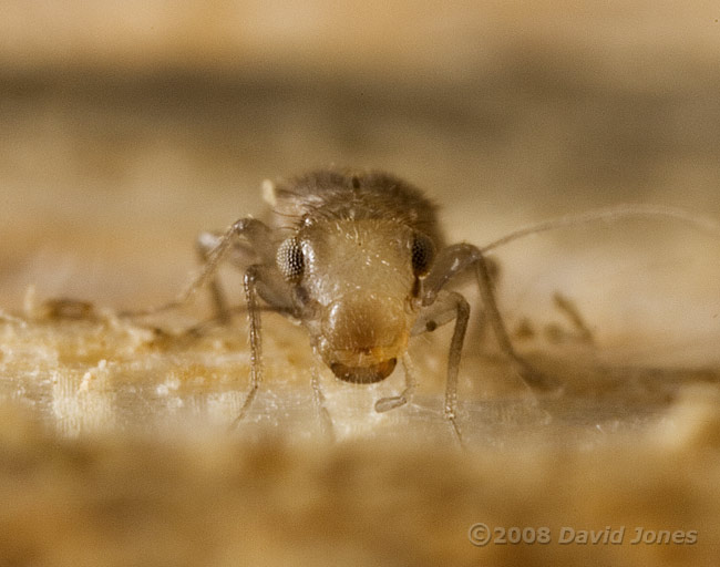 Barkfly - possibly L. patruelis - front view