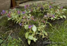 Lungwort (Pulmonaria - Mary Mottram)