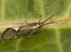 Micromoth (unidentified)