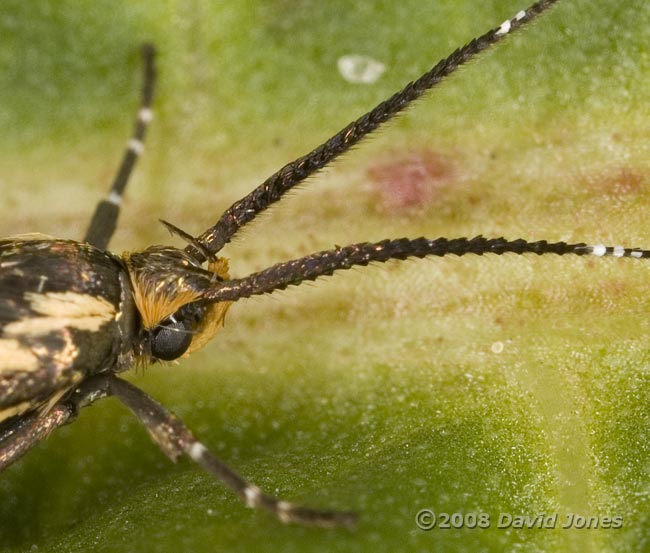 Micromoth (unidentified) close-up of head and antennae