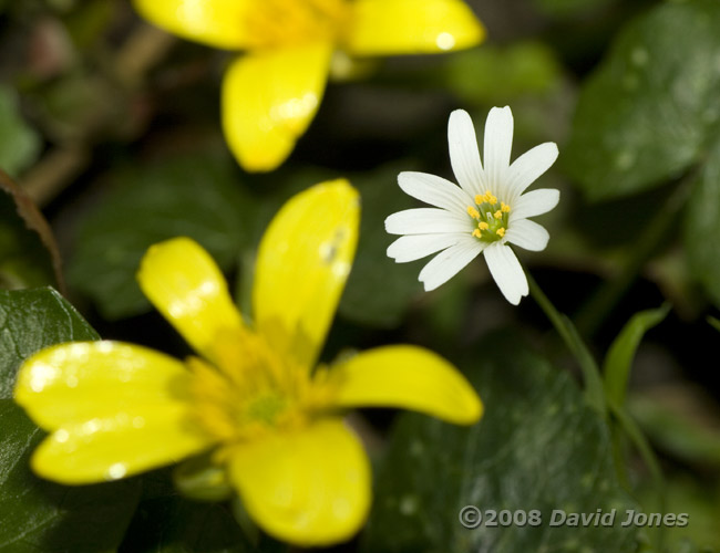 Greater Stitchwort (Stellaria holostea)