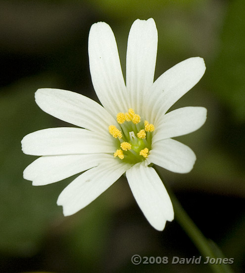 Greater Stitchwort (Stellaria holostea) - close-up of flower