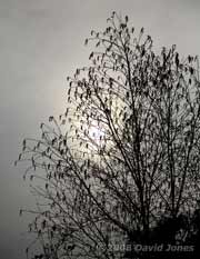 Our Birch tree in silhouette