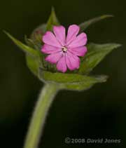 The first Red Campion flower of the year