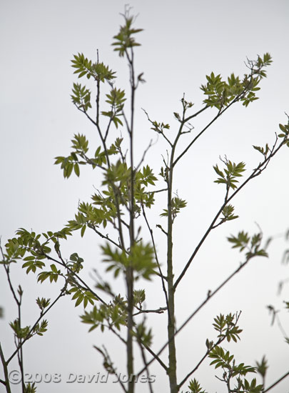 The Rowan leaves develop