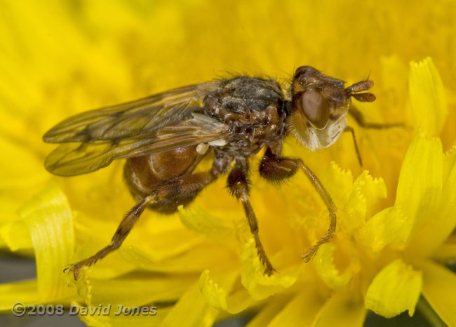 True fly (unidentified) on Dandelion