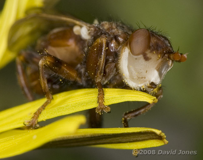 True fly (unidentified) on Dandelion - close-up of head