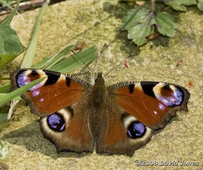 Peacock butterfly