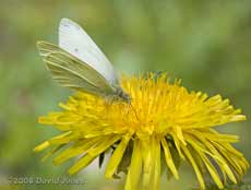 Small White butterfly on Dandelion