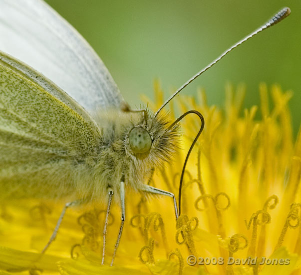 Small White butterfly on Dandelion - close-up